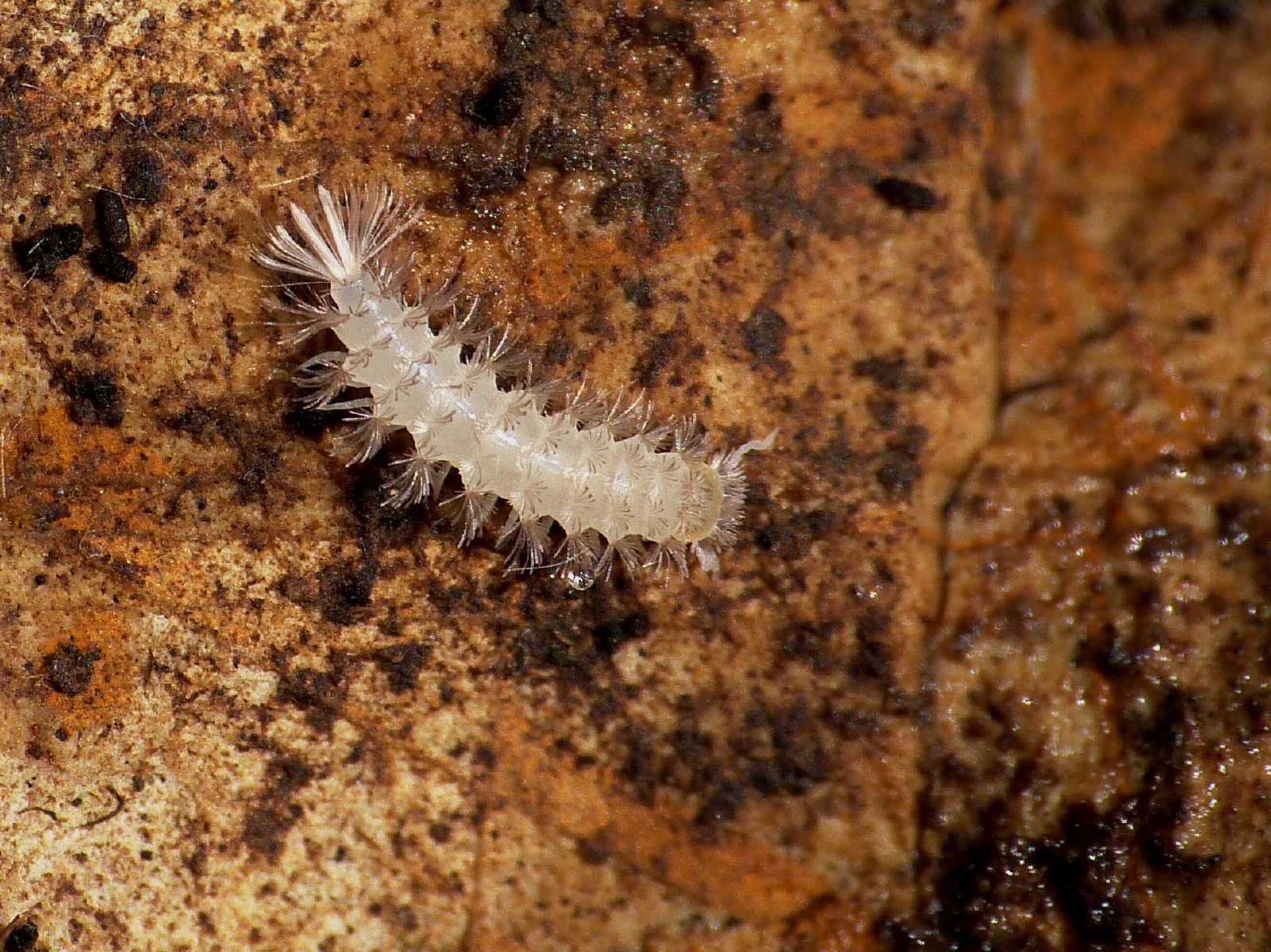 Polyxenida Lophoproctidae: Lophoproctus sp.